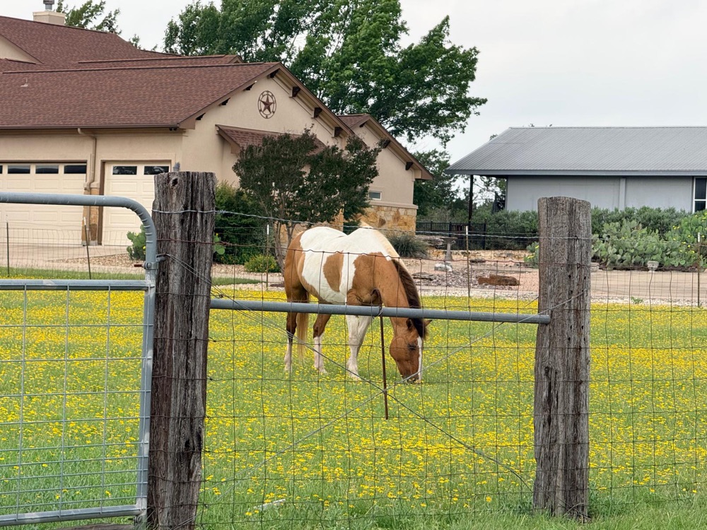 Horse grazing in a wildflower field