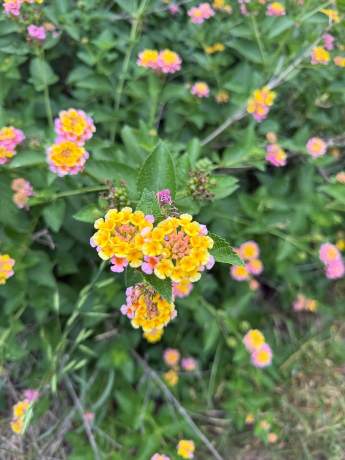 Lantana flowers