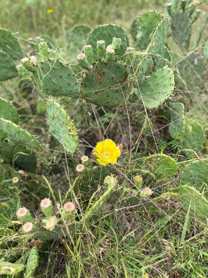 Prickly pear cactus in bloom